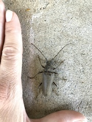 Enaphalodes hispicornis