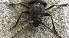 Enaphalodes hispicornis