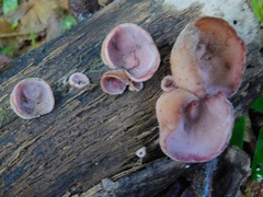 Auricularia