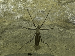 Tipulinae