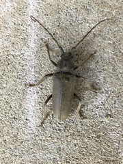 Enaphalodes hispicornis