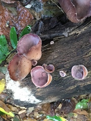 Auricularia