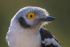 White-Crested Helmetshrike photo 3