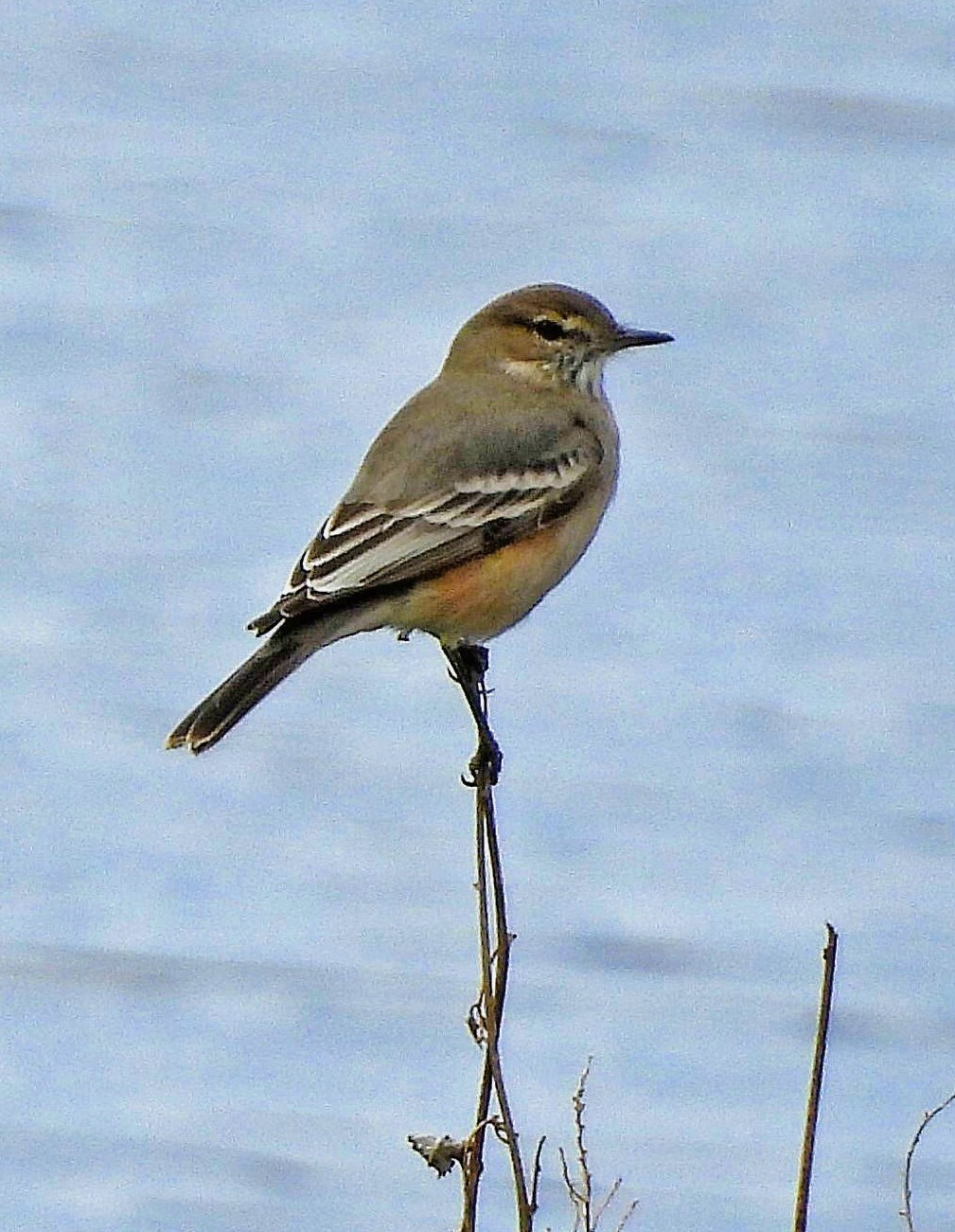 Lesser Shrike-Tyrant (Agriornis murinus), photo 8