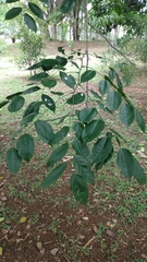 Platymiscium