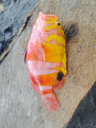 Cephalopholis igarashiensis observed 2025-06-28