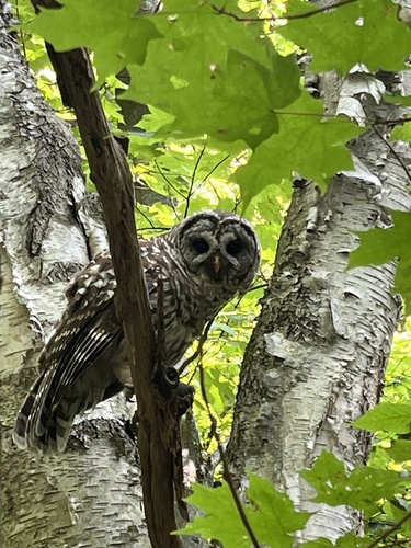 View observation of {o.common_name} on iNaturalist