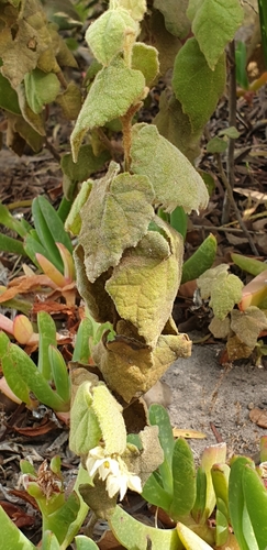 Image of Lasiopetalum schulzenii by (c) Andrew Thornhill, some rights reserved (CC BY)