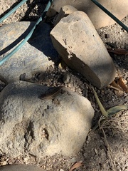 Sceloporus occidentalis