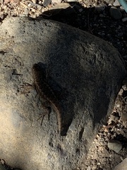 Sceloporus occidentalis