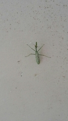 Stagmatoptera supplicaria