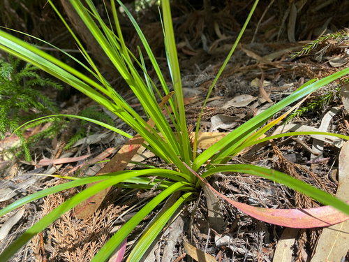 Carex wahuensis observed 2025-08-09