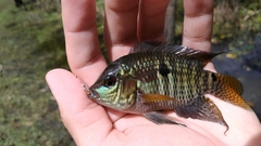 Cichlasoma dimerus