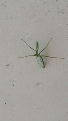 Stagmatoptera supplicaria