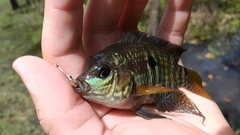 Cichlasoma dimerus