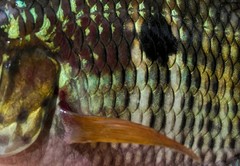 Cichlasoma dimerus