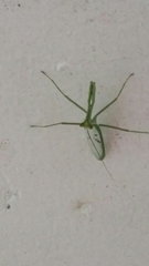 Stagmatoptera supplicaria