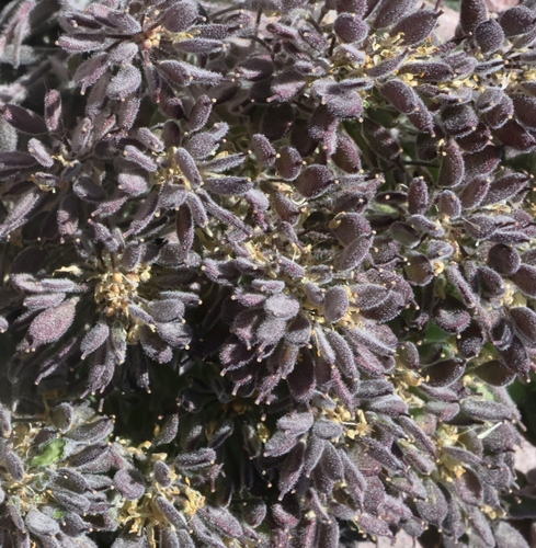 golden alpine draba (Draba aureola)