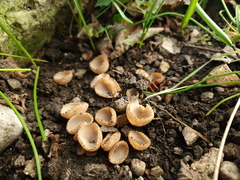 Tarzetta cupularis