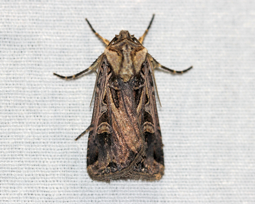 Tricose Dart photo 4