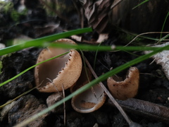 Tarzetta cupularis
