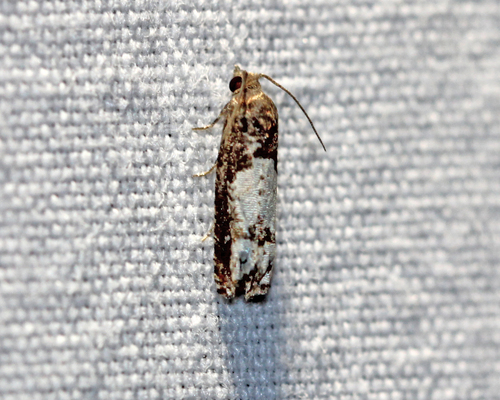 Aster and Reddish Eucosma Moths and Allies photo 5