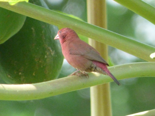 Red-billed Firefinch