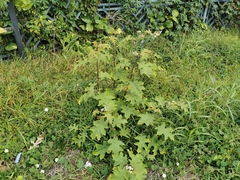 Solanum torvum image