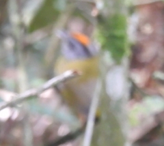 Myiothlypis coronata