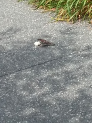 Passer domesticus