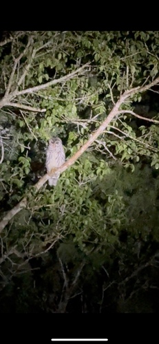 View observation of {o.common_name} on iNaturalist