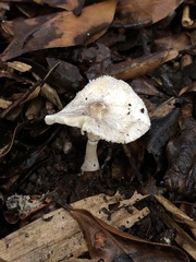 Leucoagaricus melanotrichus