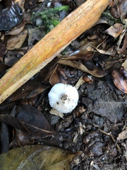 Leucoagaricus melanotrichus