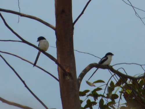 Northern Fiscal
