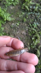 Fundulus confluentus