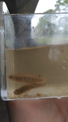 Fundulus confluentus