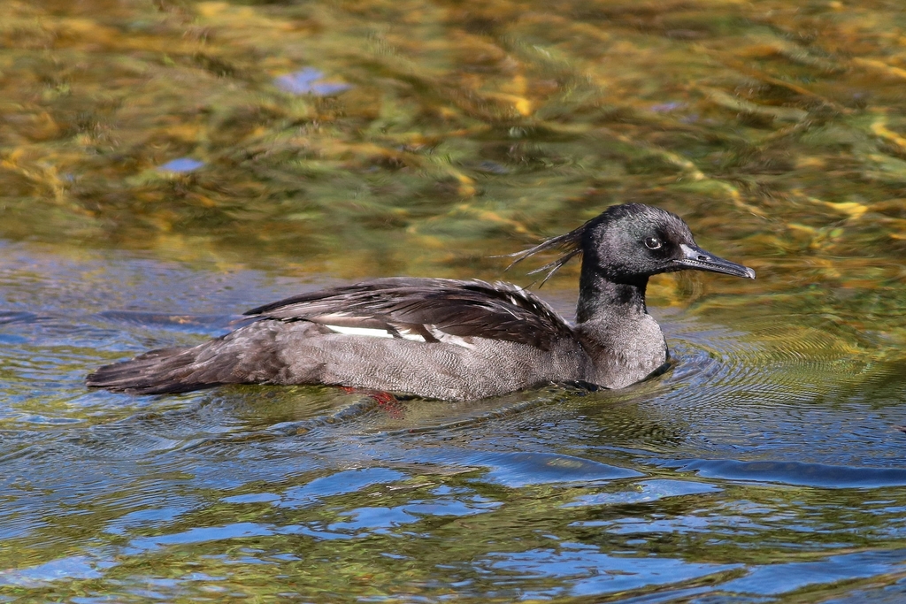 Brazilian Merganser photo