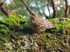 Salpornis salvadori erlangeri