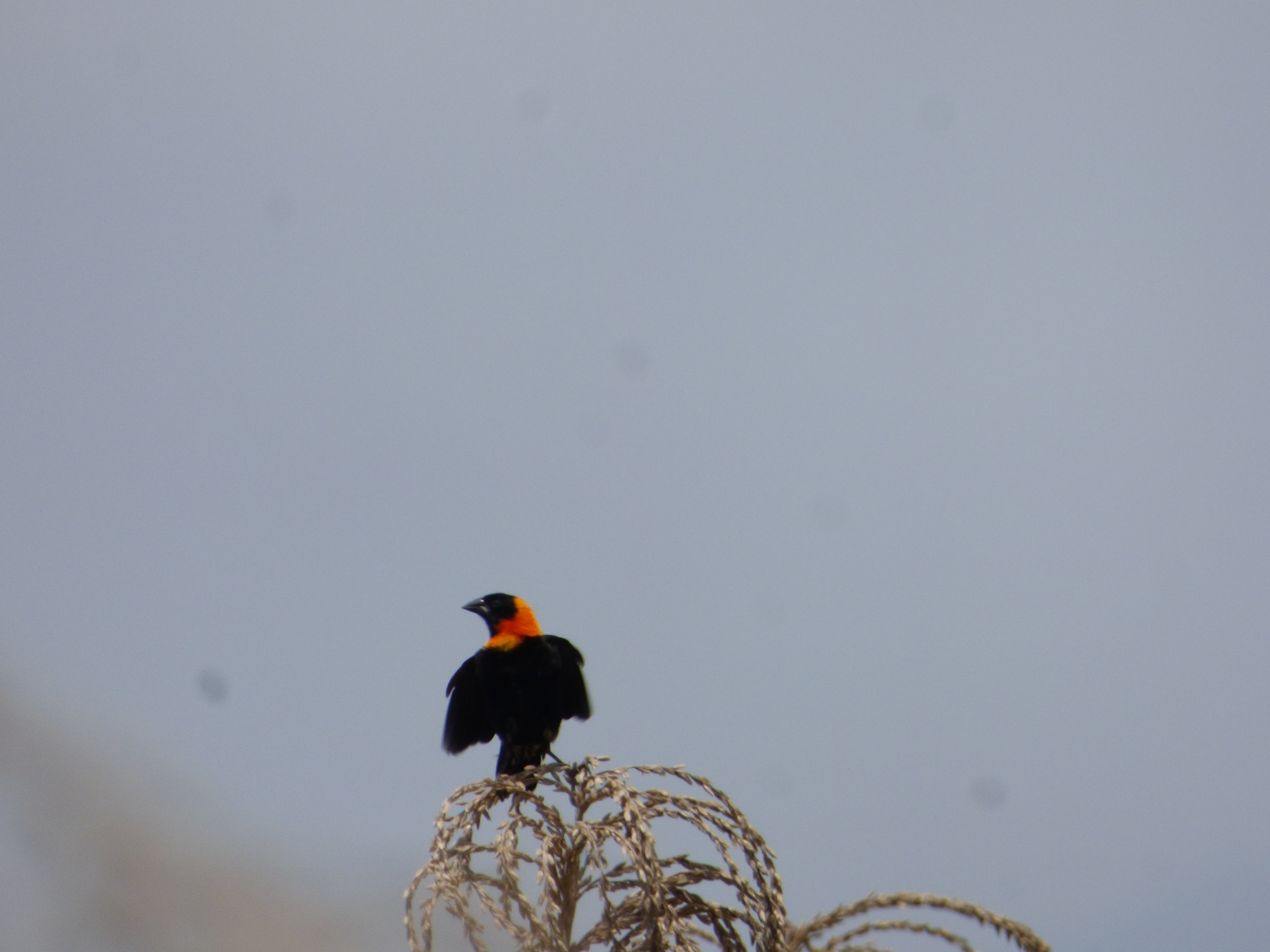 Black Bishop (Euplectes gierowii), photo 2