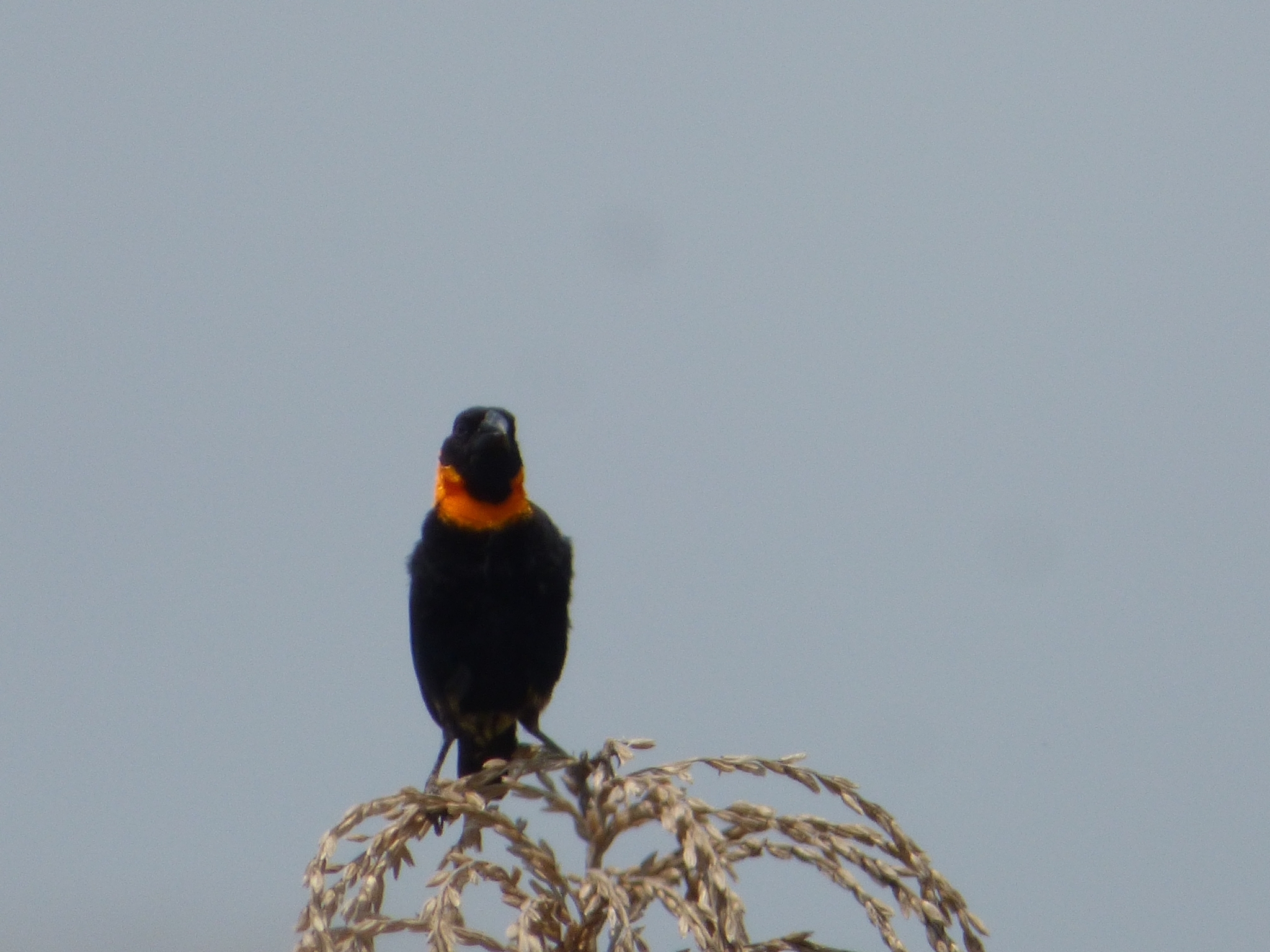 Black Bishop (Euplectes gierowii), photo 3
