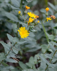 Hawkweed (Hieracium virosum)