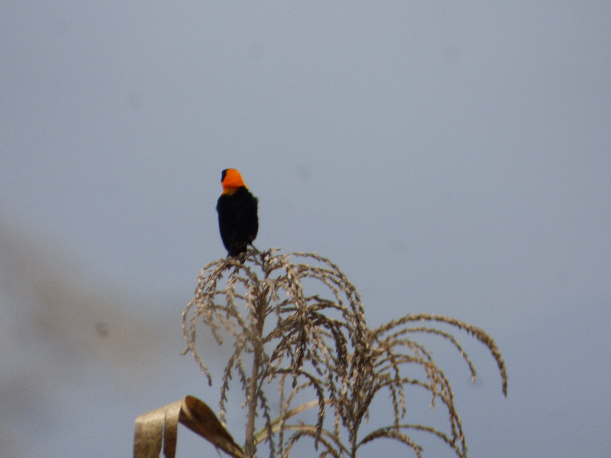 Black Bishop (Euplectes gierowii), photo 8
