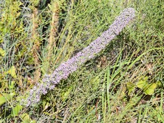 Liatris carrizana