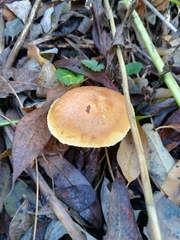 Fungi