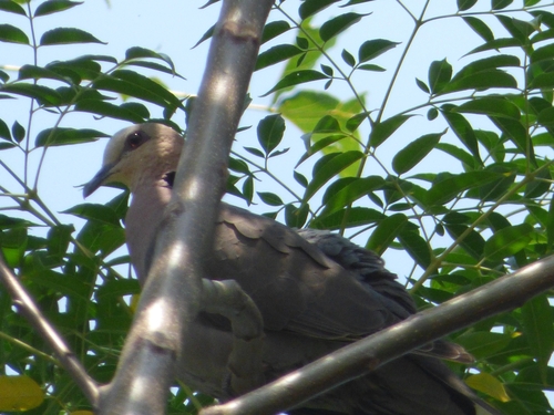 Red-eyed Dove