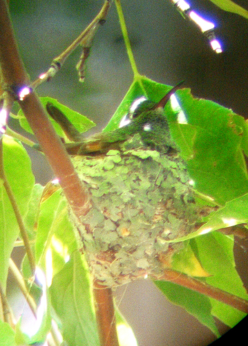Berylline Hummingbird photographed in Arizona