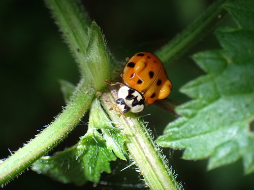 Asian lady beetle