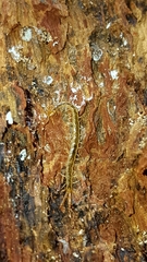 Hemiscolopendra marginata