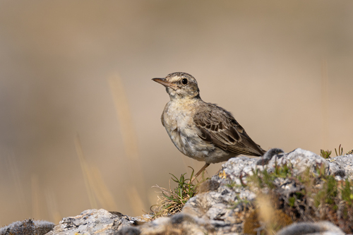 Pipit rousseline