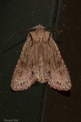 Ichneutica averilla
